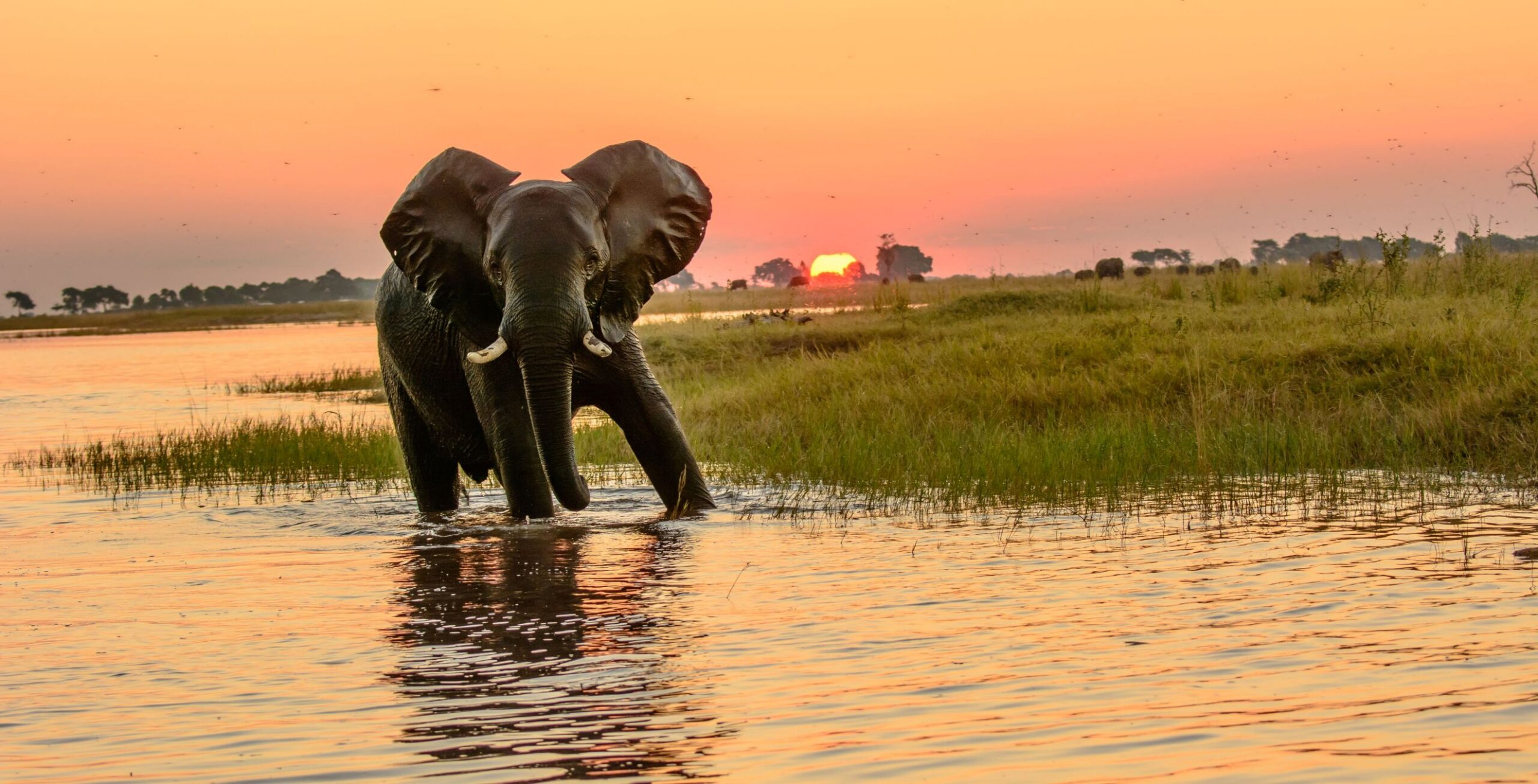 Chobe-Flussufer (Chobe-Nationalpark)