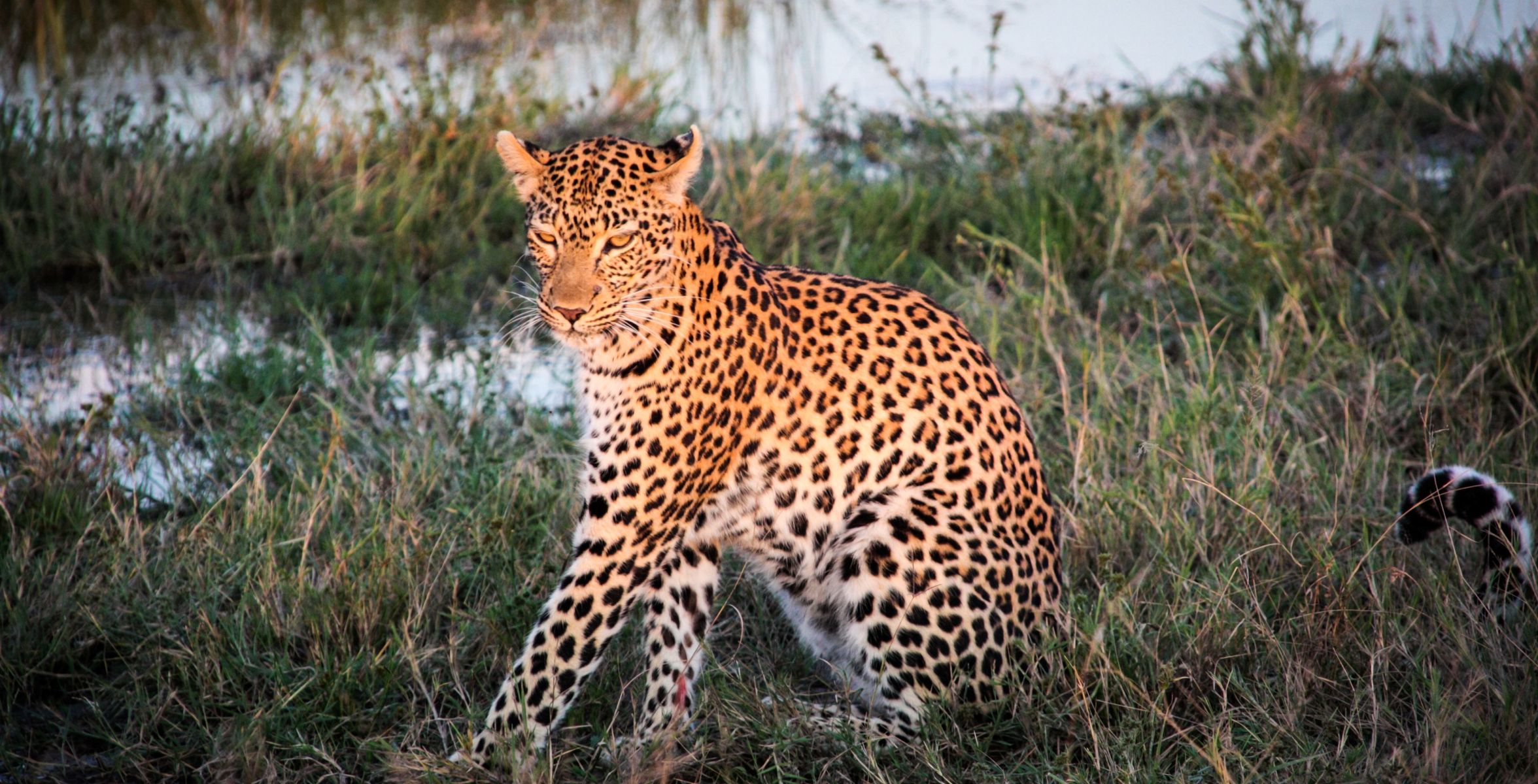 Savuti-Sumpf (Chobe-Nationalpark)