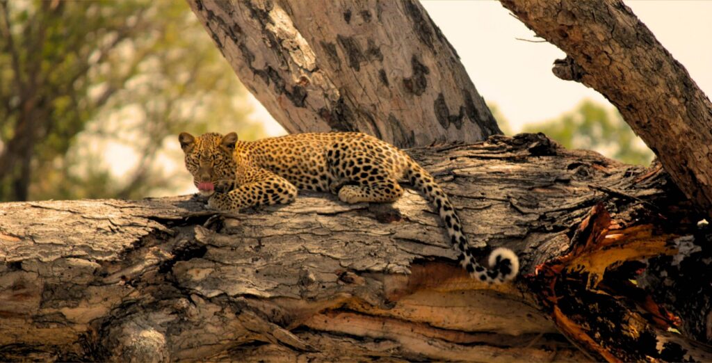 Leopard liegt auf einem großen Ast im Okavango Delta