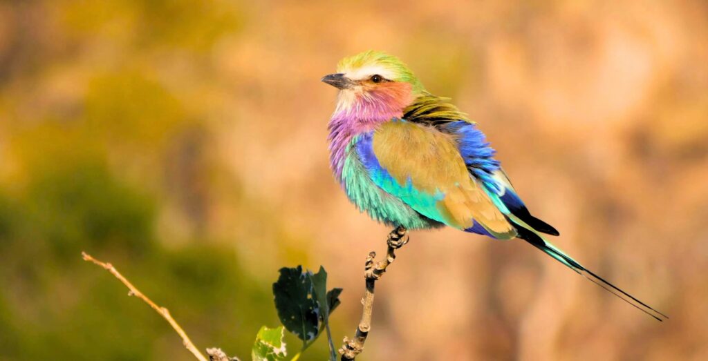 Lilac-breasted roller sitting on a branch in Okovango Delta Botswana
