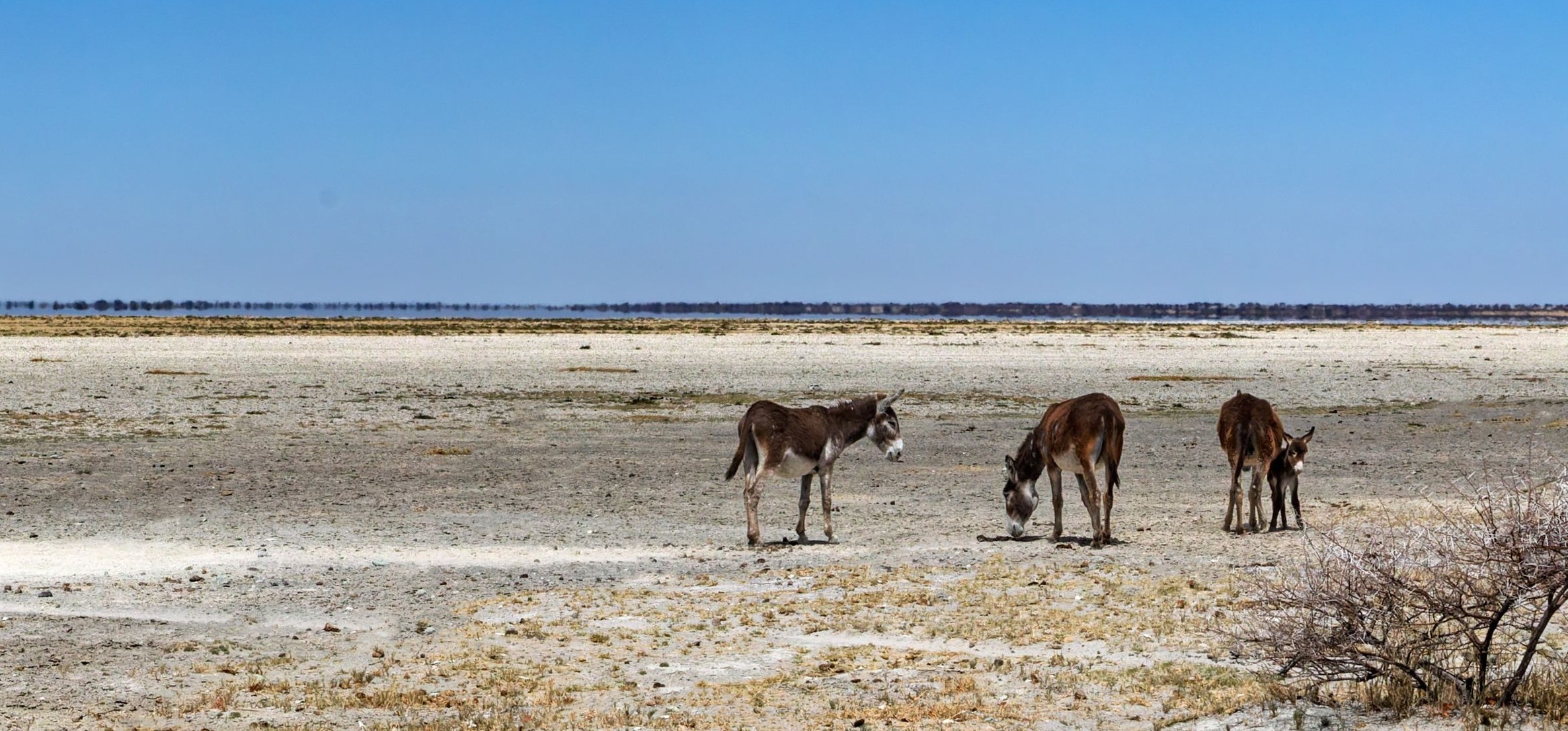 Makgadikgadi-Pfannen-Nationalpark