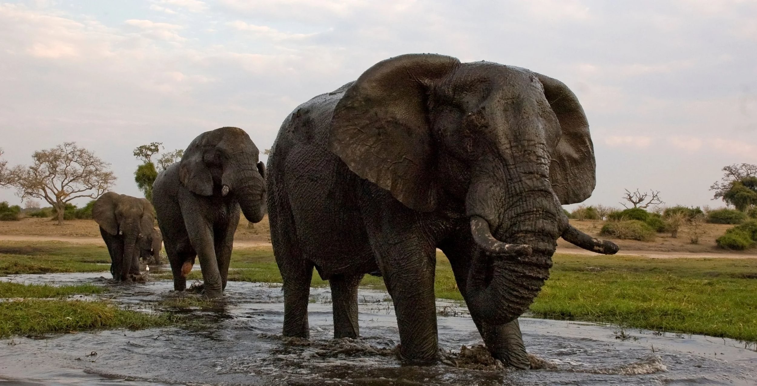 Chobe-Flussufer (Chobe-Nationalpark)
