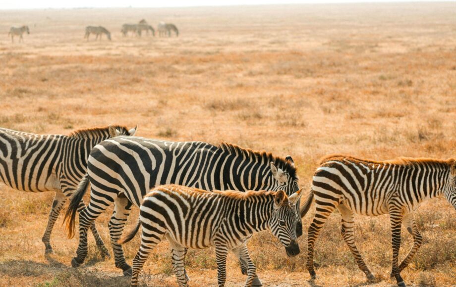 Vier Zebras laufen im flachen gelben Gras des Chobe Nationalparks in Botswana