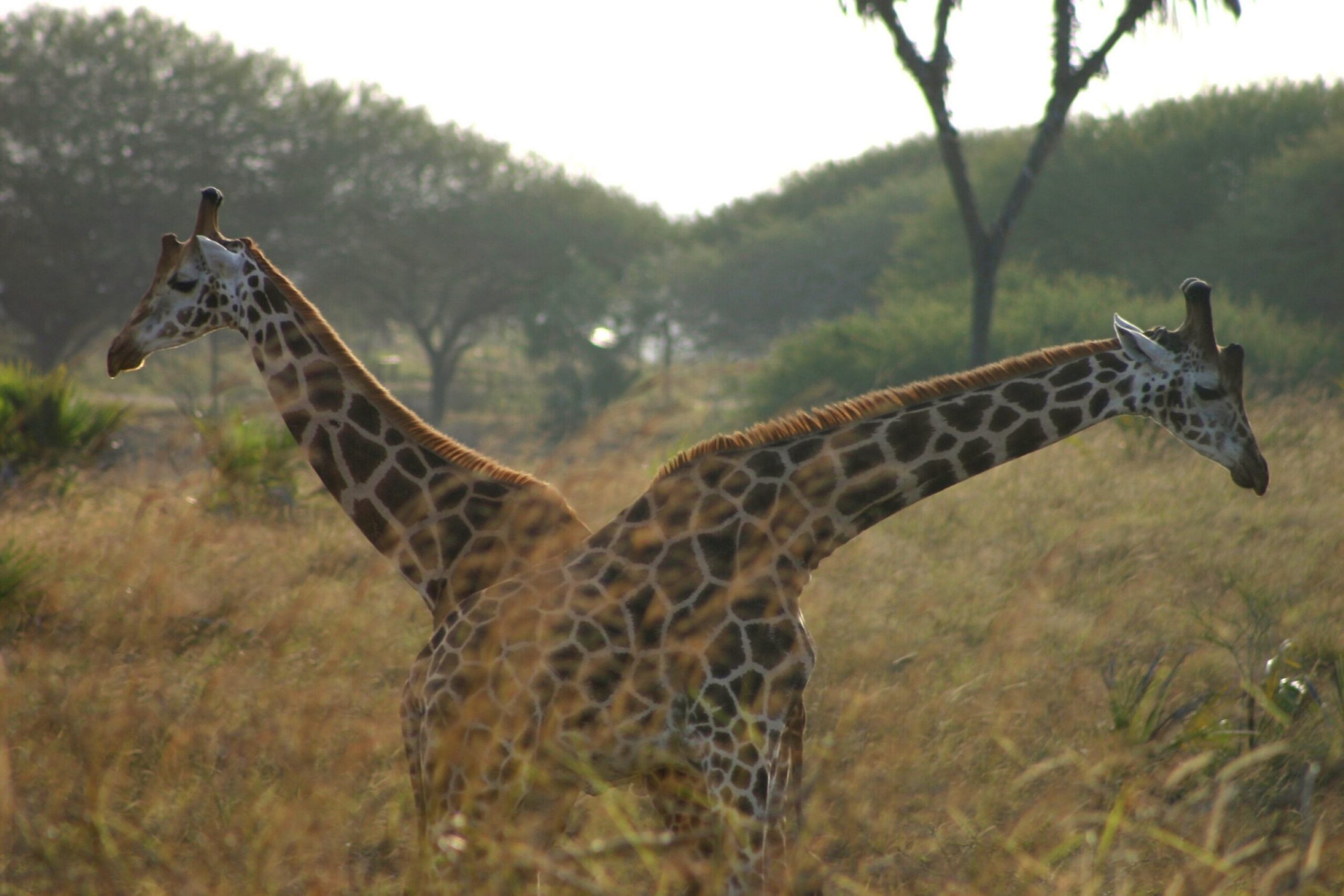 Nguuni Nature Sanctuary – Geführte Wanderung, Giraffenbeobachtung und Sundowner mit Lagerfeuer