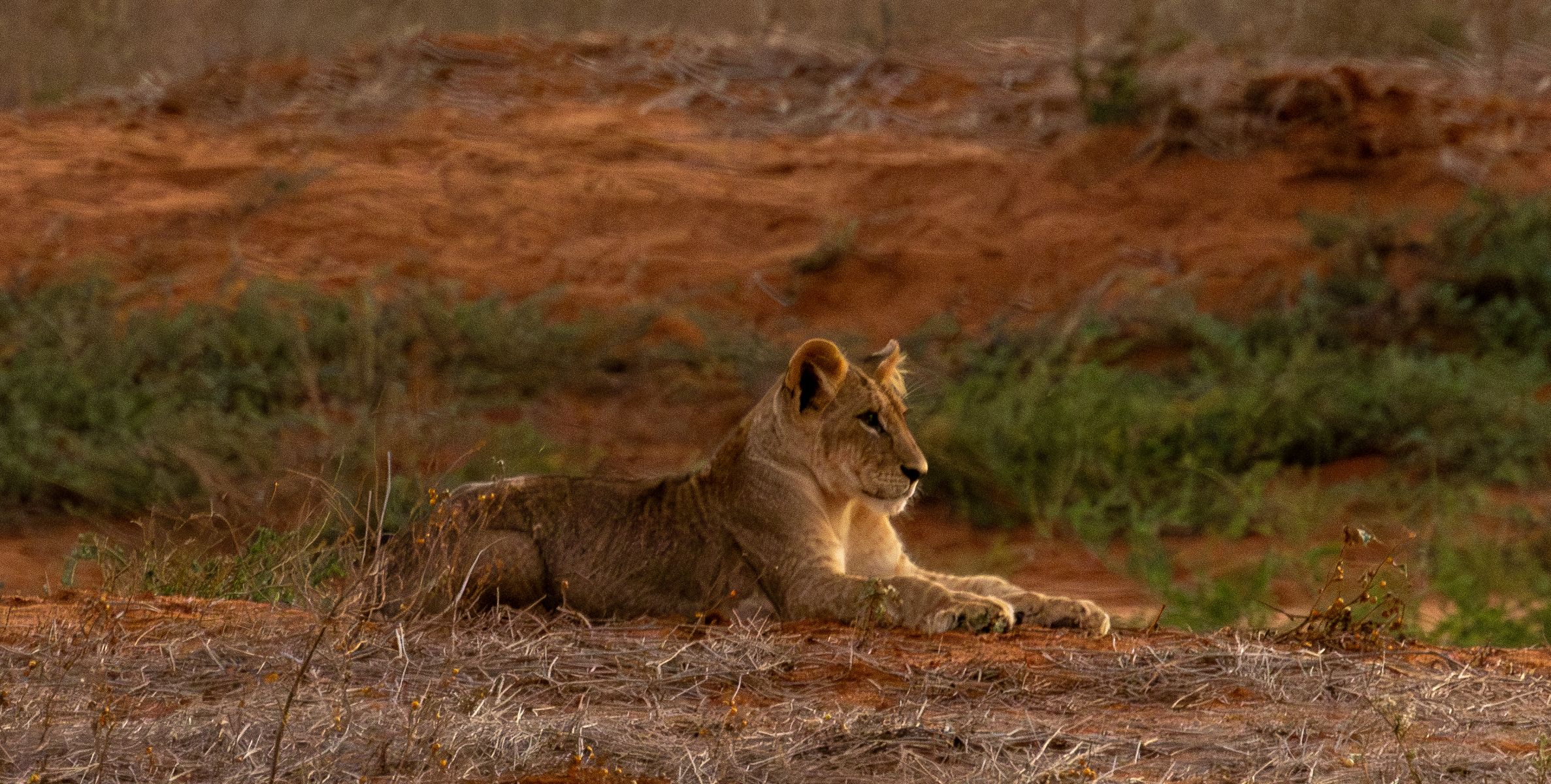 Pirschfahrt in der Ngutuni Wildlife Conservancy