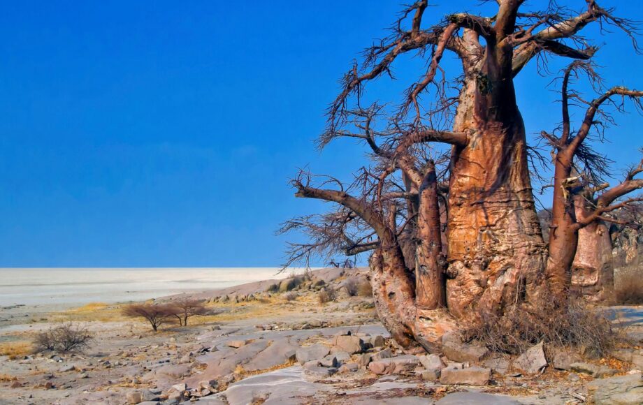 Baobab Trees in Makgadikgadi National Park