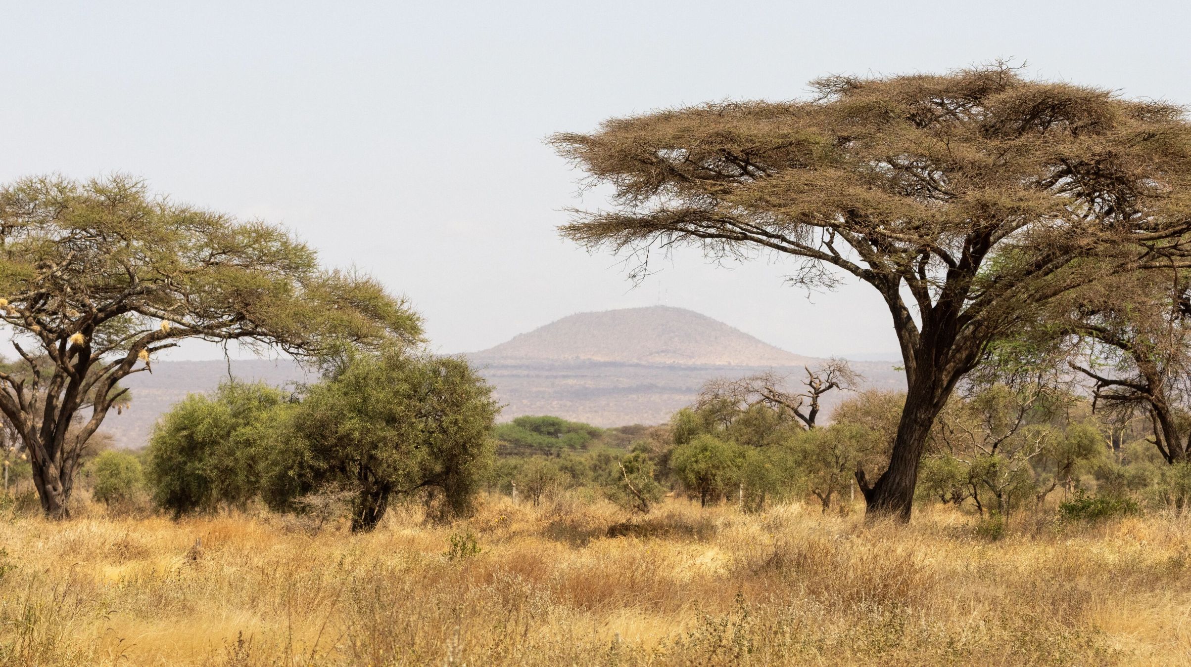 Fahrt vom Tsavo West Nationalpark zum Amboseli Nationalpark