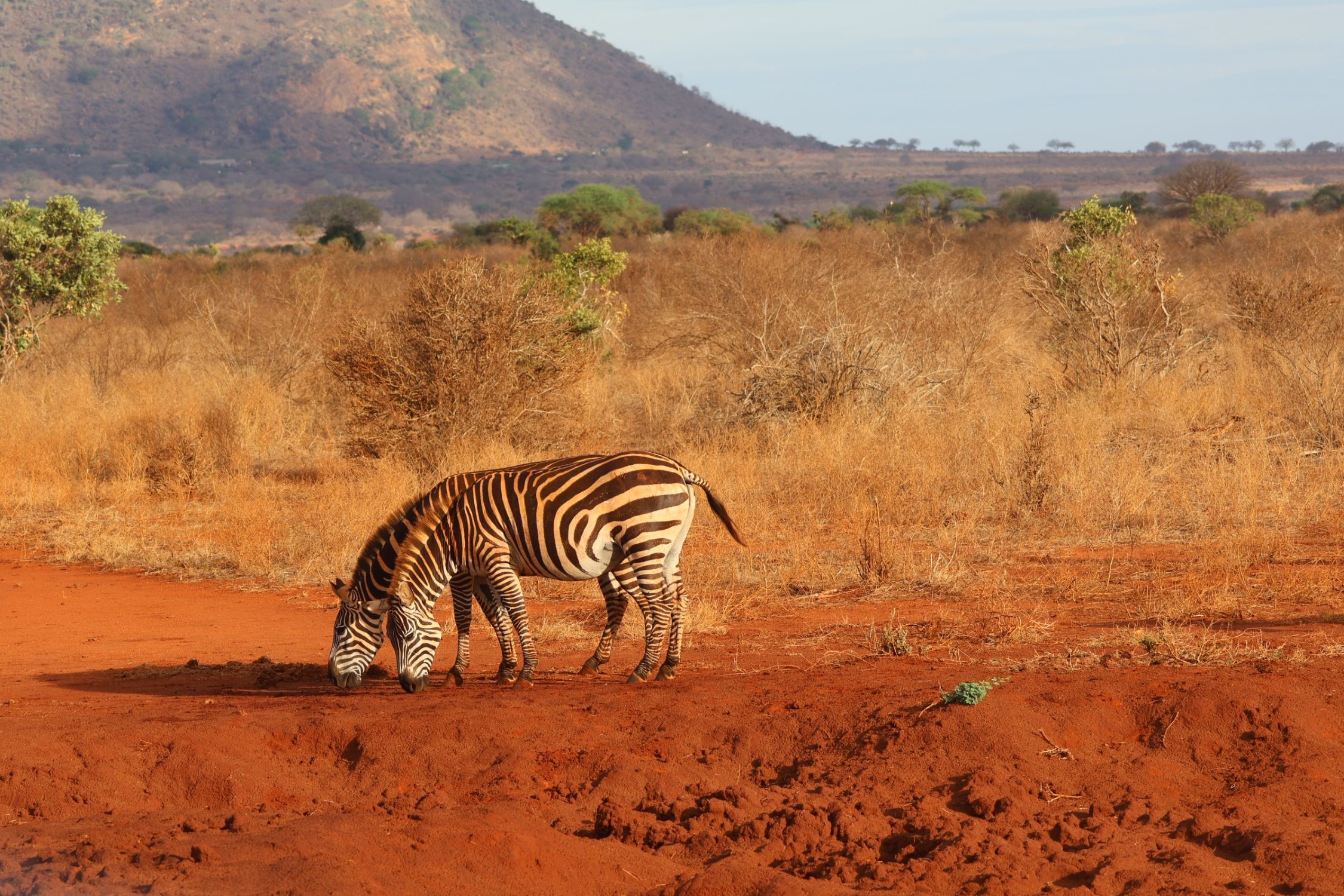 Fahrt von Mombasa zur Ngutuni Conservancy