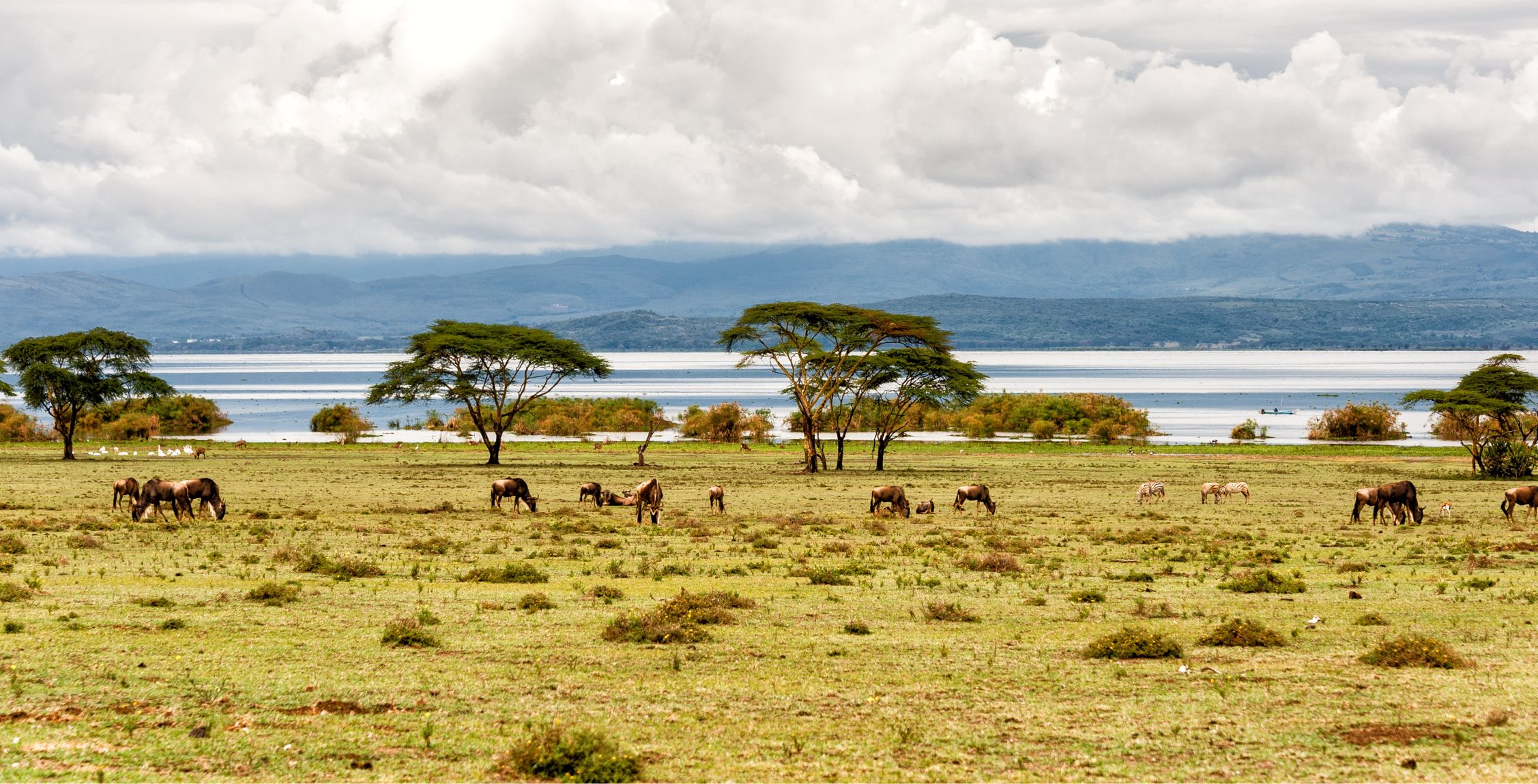 Fahrt vom Masai Mara Nationalreservat zum Lake Naivasha