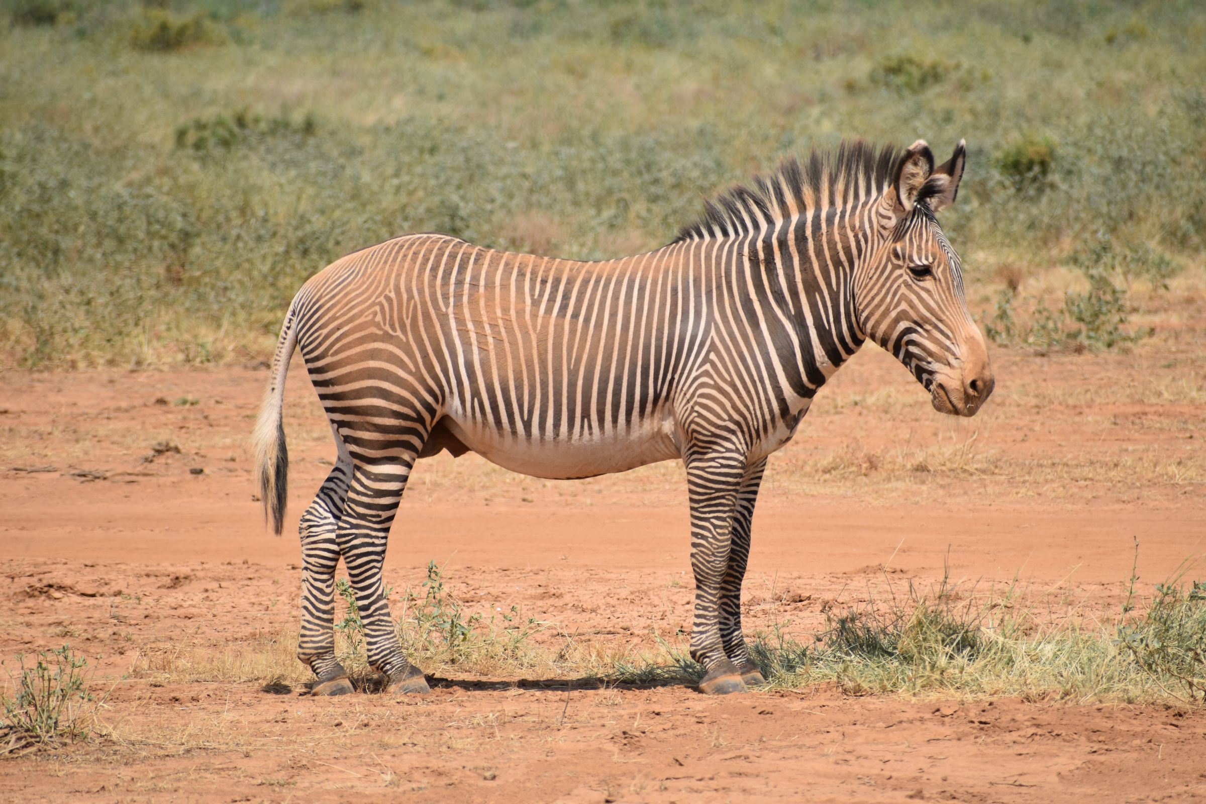 Fahrt von der Ol' Pejeta Conservancy zum Samburu Nationalreservat