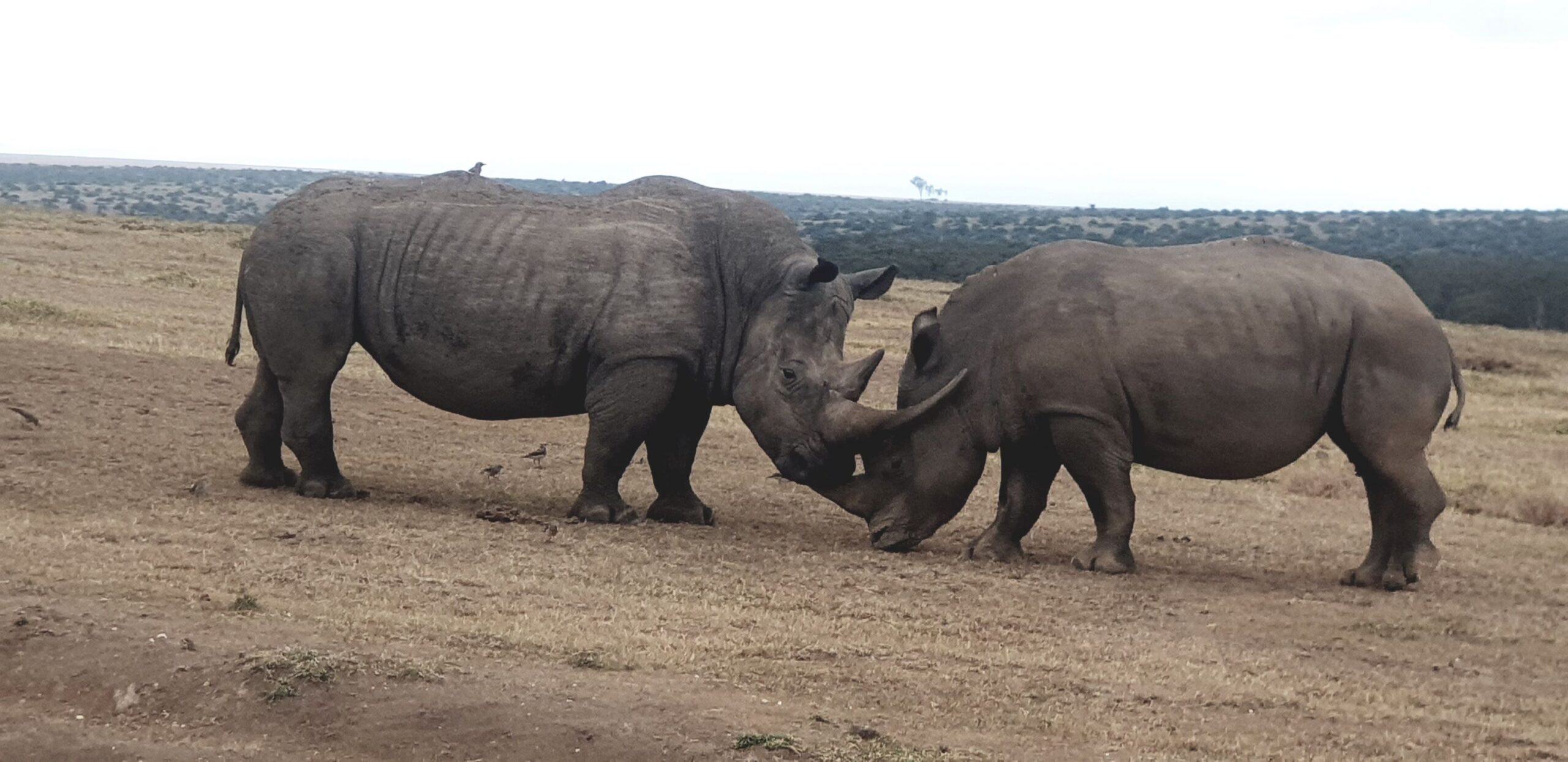 Fahrt vom Samburu Nationalreservat zur Solio Ranch Conservancy