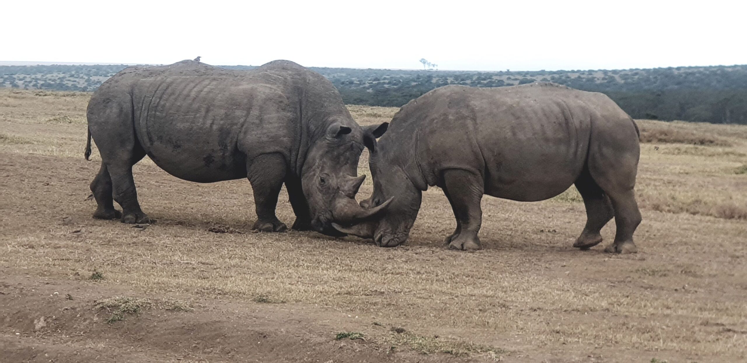 Fahrt von der Ol' Pejeta Conservancy zur Solio Conservancy