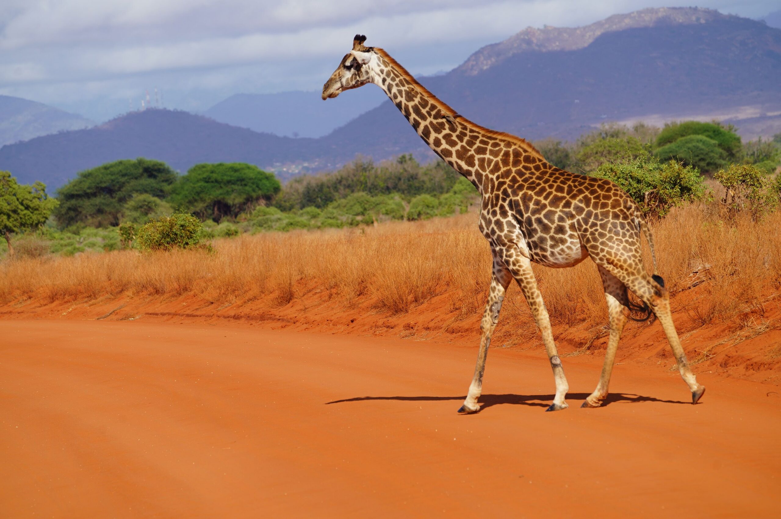 Fahrt vom Amboseli Nationalpark zum Tsavo East Nationalpark