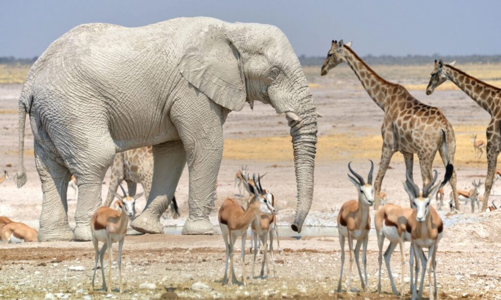 Elephant, giraffes and springboks in Etosha NP - Website pics