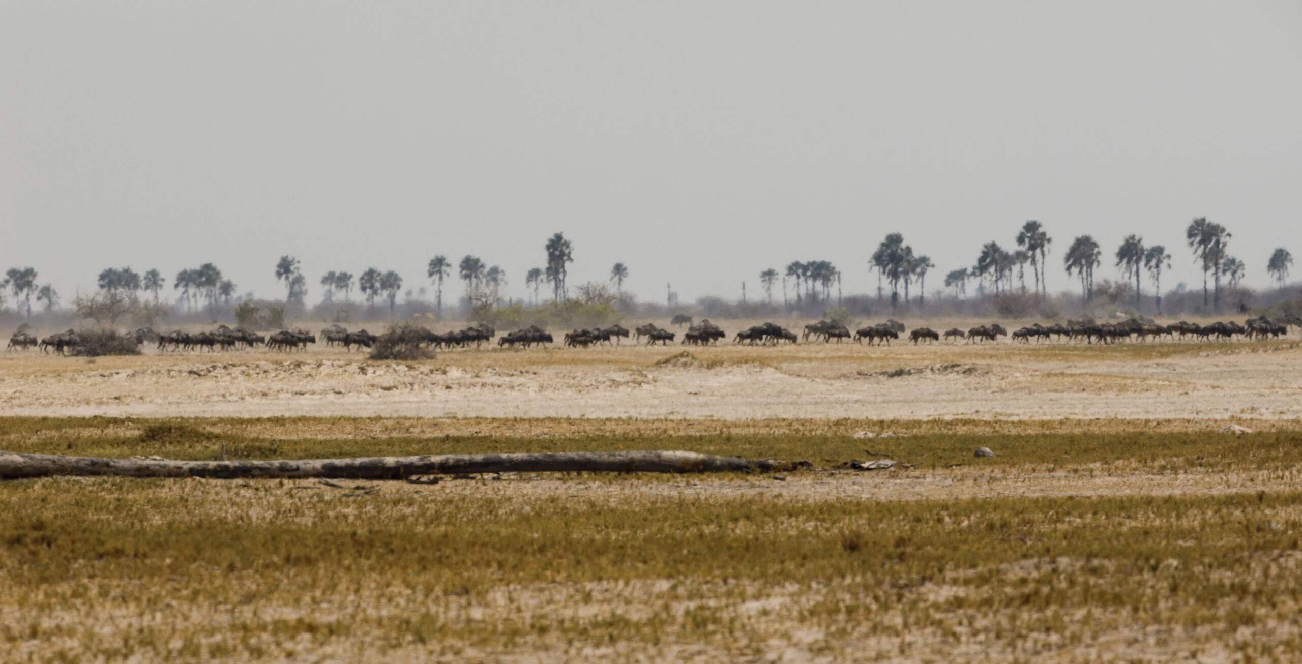 Makgadikgadi Salt Pans