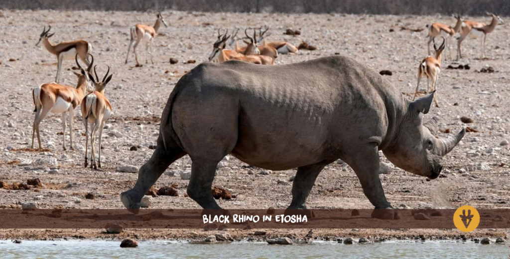 Black rhino etosha