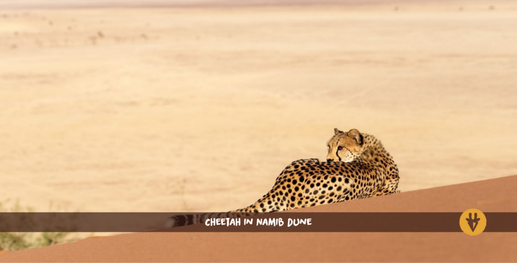 Cheetah in Namib dune