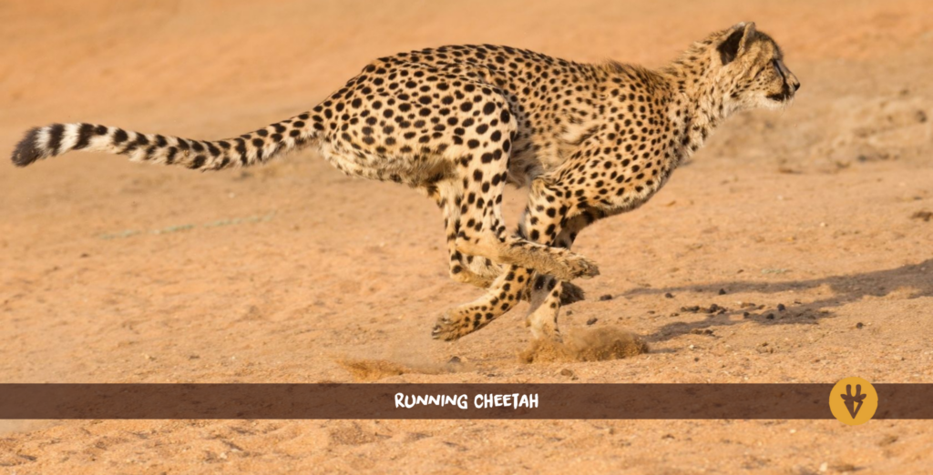 Cheetah running