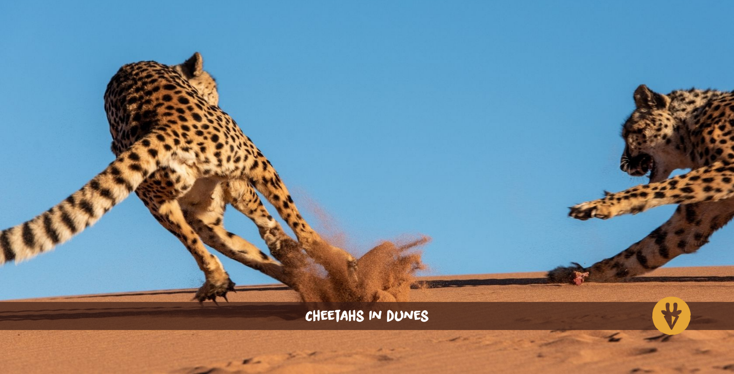 Zwei Geparden jagen sich in den roten Dünen von Namibia