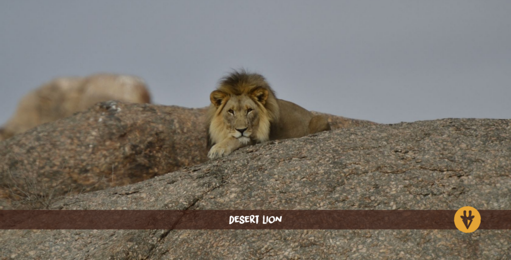 Ein Wüstenlöwe liegt auf einem großen grauen Felsen in Kunene Damaraland