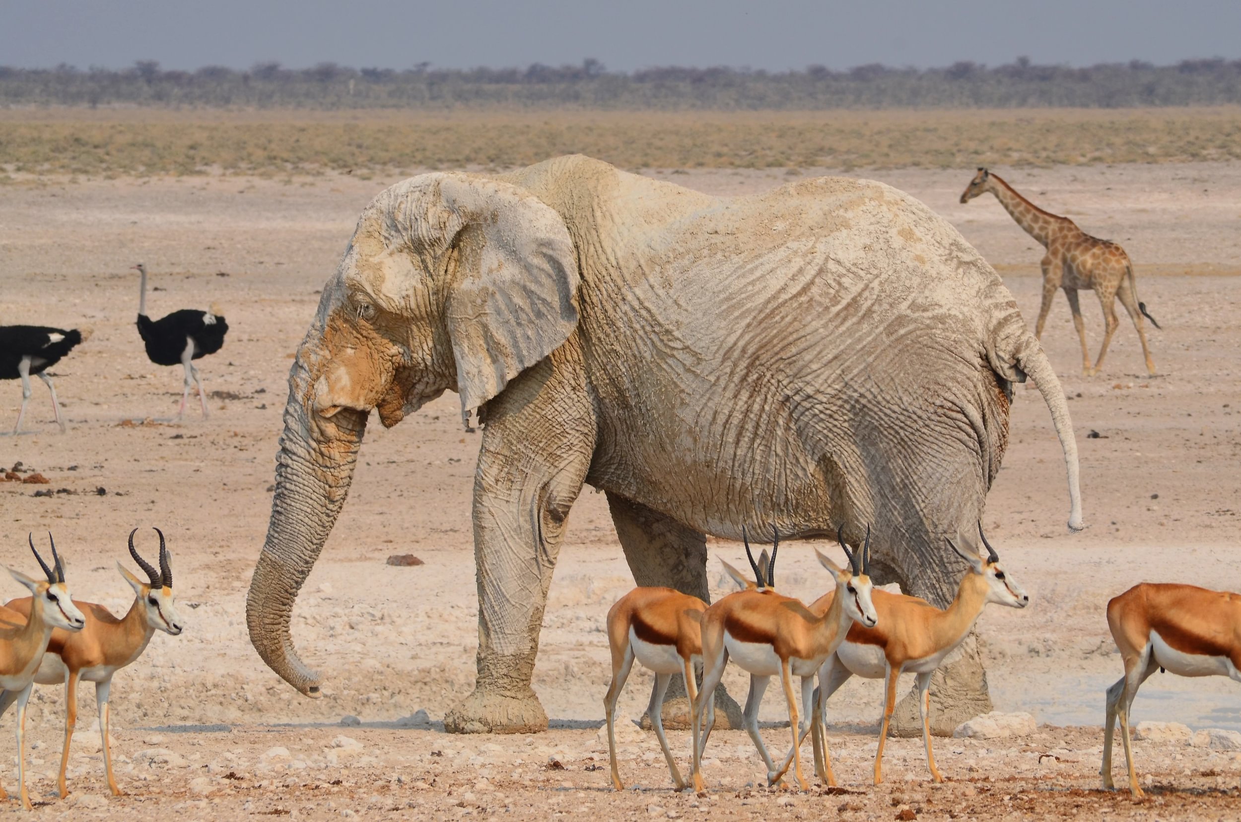 Elefant umgeben von Springböcken, Straußen und einer Giraffe in Namibias Etosha Nationalpark