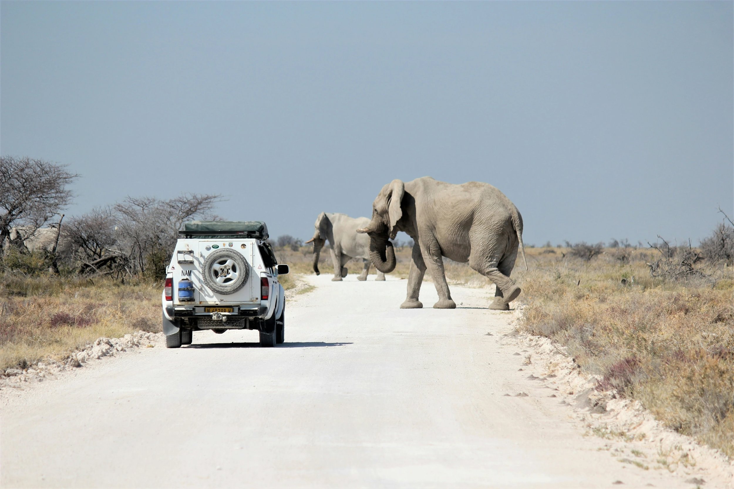 Elefant überquert die Straße vor einem Safari-Jeep in Namibias Etosha Nationalpark