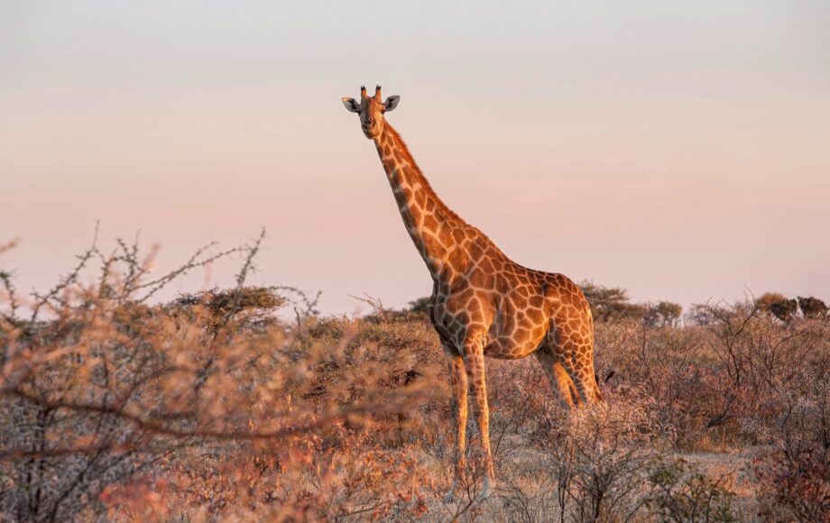 Giraffe steht in einem Feld mit Büschen bei Sonnenuntergang in Namibias Etosha Nationalpark