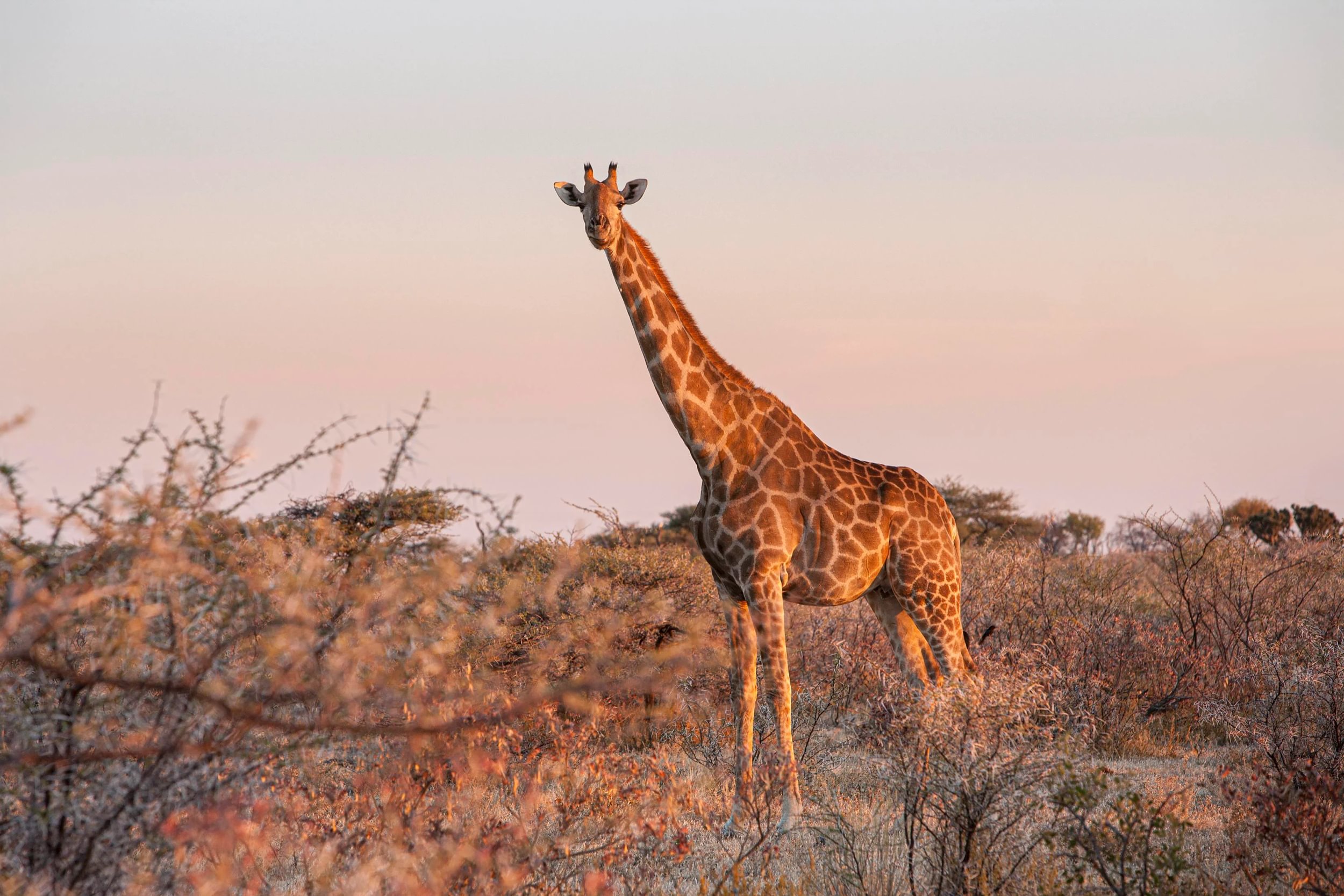 Giraffe steht in einem Feld umgeben von Büschen während des Sonnenuntergangs in Namibias Etosha Nationalpark