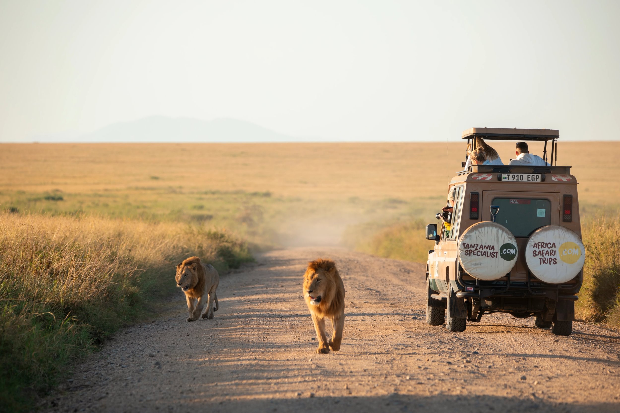 Ein Safari-Jeep fährt neben zwei Löwen auf einer Schotterstraße zwischen hohem Gras. Menschen schauen oben aus dem offenen Safari-Dach heraus und hinten am Jeep sind Logos von Africa Safari Trips und Tanzania Specialist angebracht.