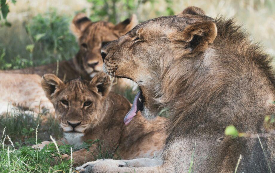 Löwenrudel entspannt im grünen Gras in Etosha und ältester Löwe gähnt