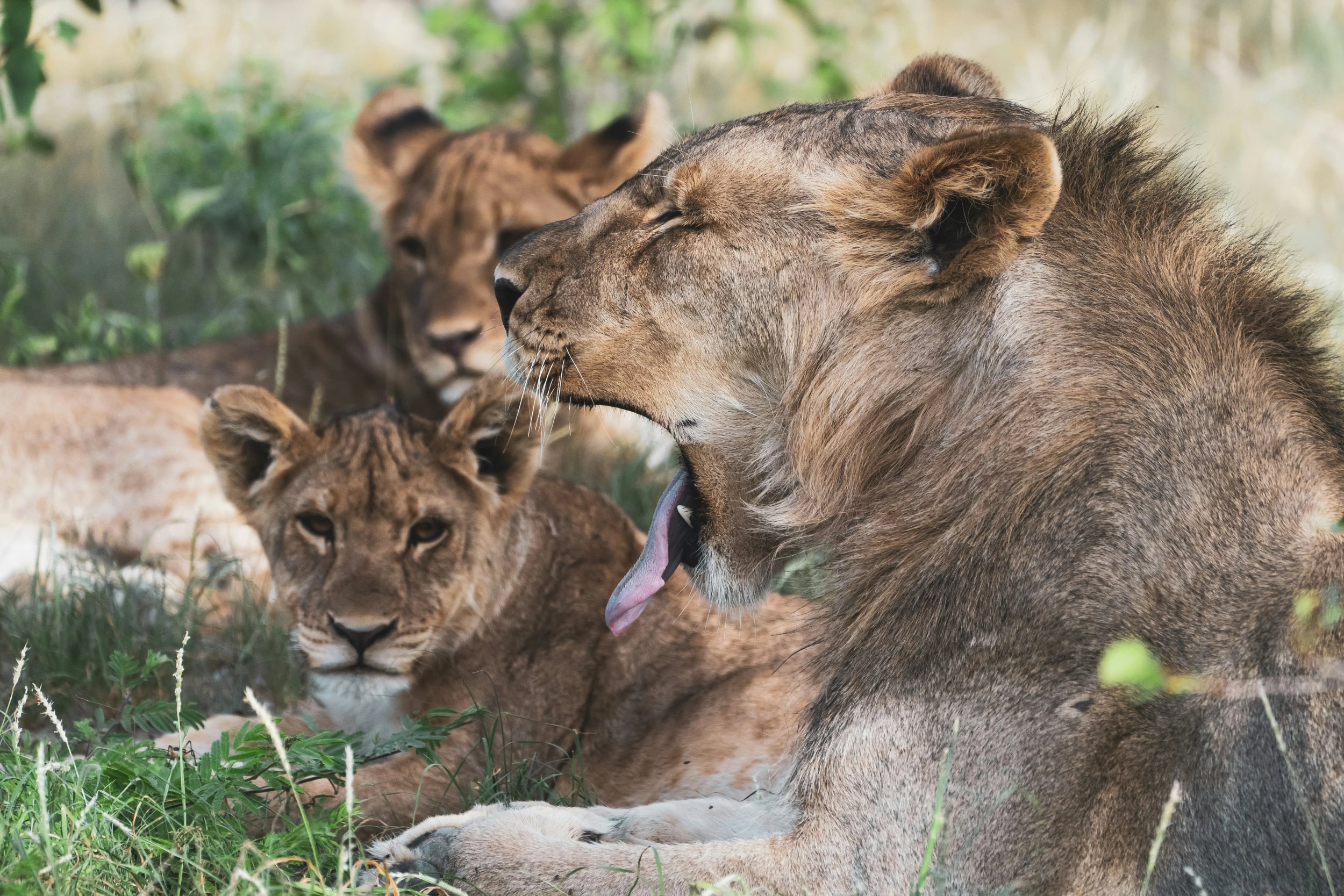 Löwenrudel liegt im Schatten im Gras des Etosha Nationalparks in Namibia und ein Löwe gähnt