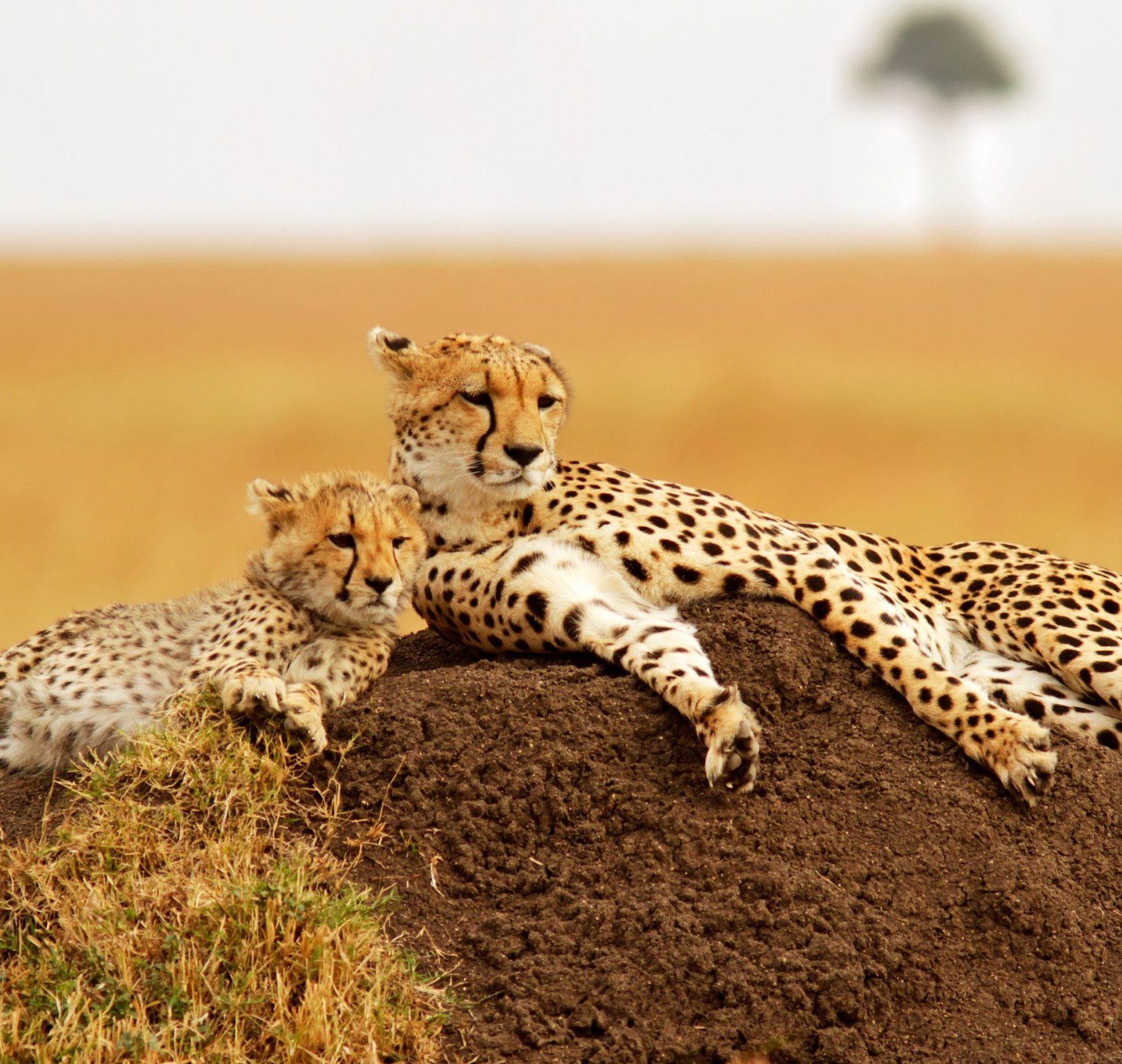 Gepardenmutter und ihr Junges liegen auf einem Erdhaufen in der Masai Mara in Kenia