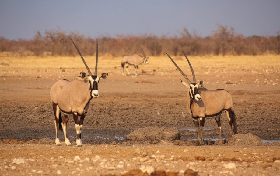 Zwei Oryxantiolopen stehen auf dem felsigen Boden des Etosha Nationalparks bei Sonnenuntergang