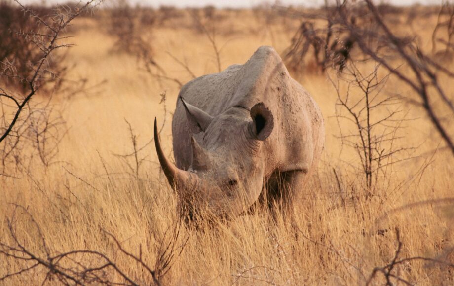 Ein Spitzmaulnashorn steht im hohen trockenen Gras zwischen zwei Büschen in Namibia