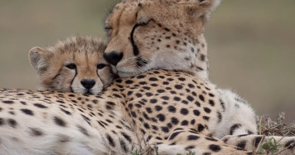 Gepardenmutter mit ihrem Jungen im Serengeti Nationalpark in Tansania