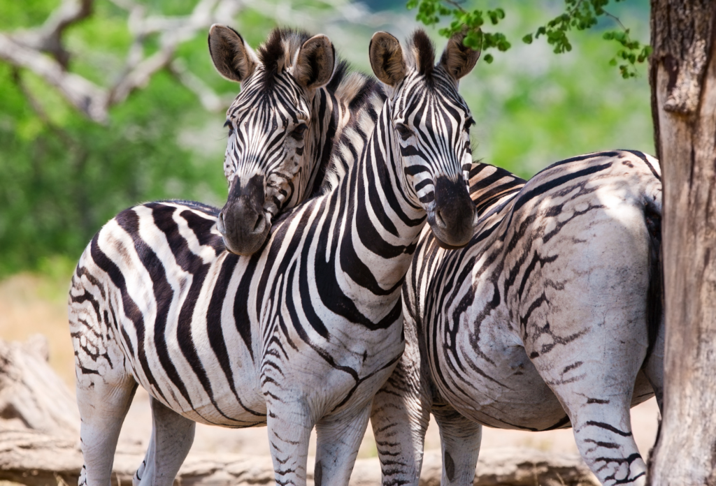 Zwei Zebras zwischen den Bäumen im Kruger Nationalpark, Südafrika