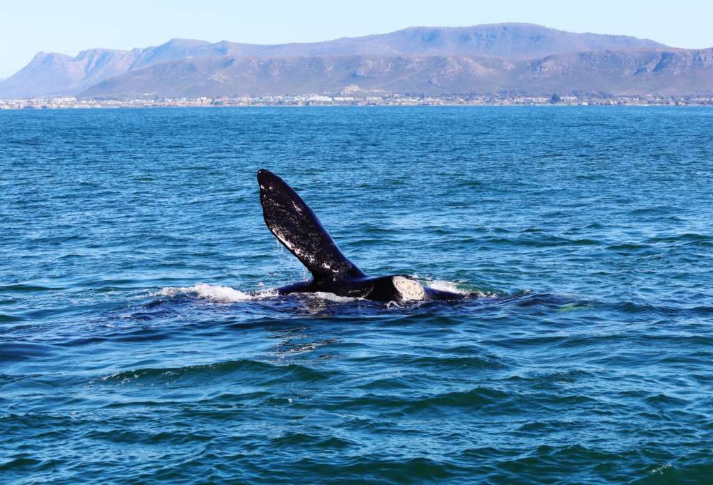Ein Südlicher Glattwal schwimmt vor der Küste von Hermanus, Südafrika