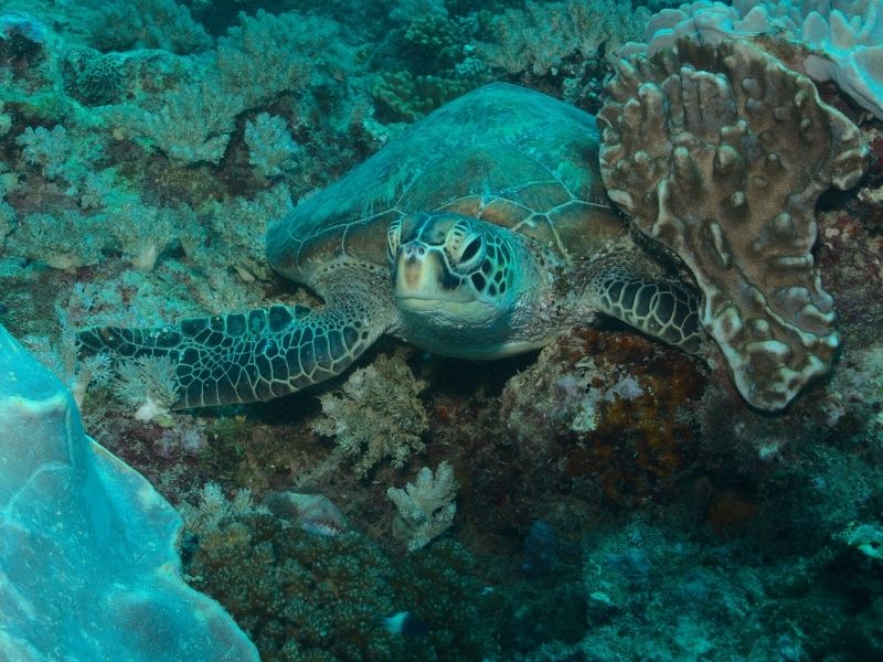 Turtle in Kilifi - Watamu