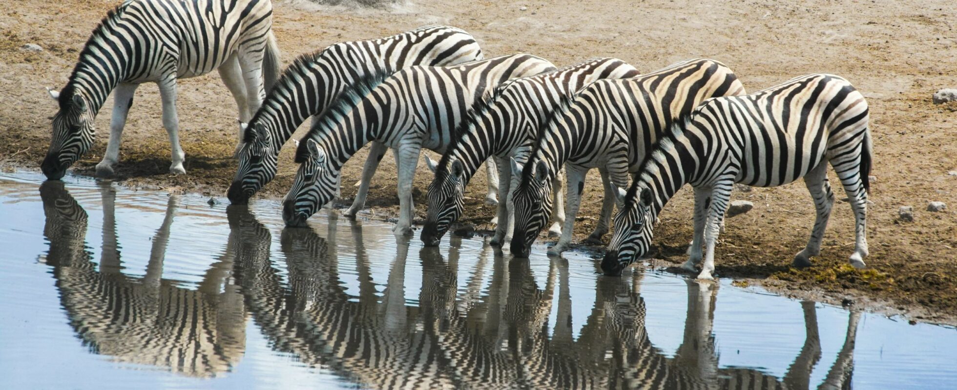 Eine Herde Zebras steht in einer Reihe und trinkt in einem Wasserloch im Etosha Nationalpark und ihr Bild spiegelt sich im Wasser