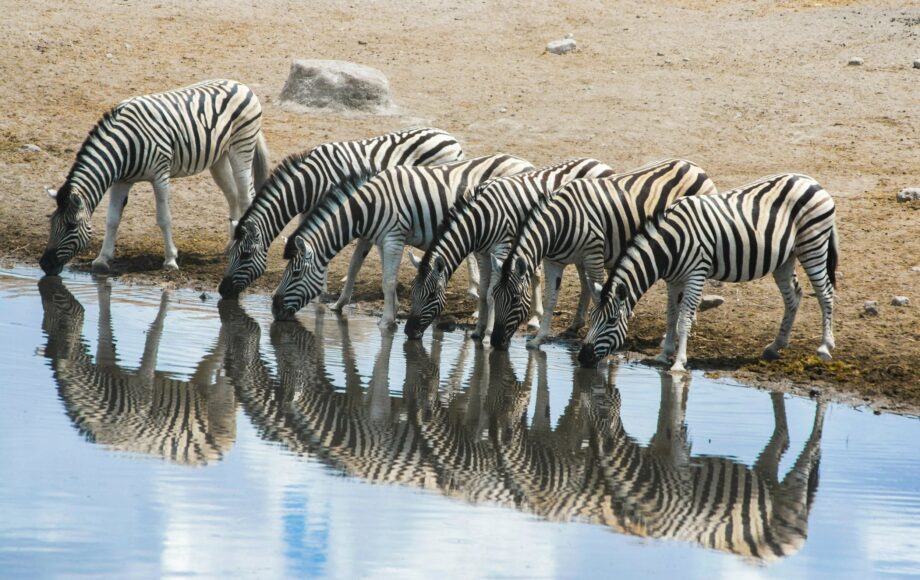 Eine Herde Zebras steht in einer Reihe und trinkt in einem Wasserloch im Etosha Nationalpark und ihr Bild spiegelt sich im Wasser