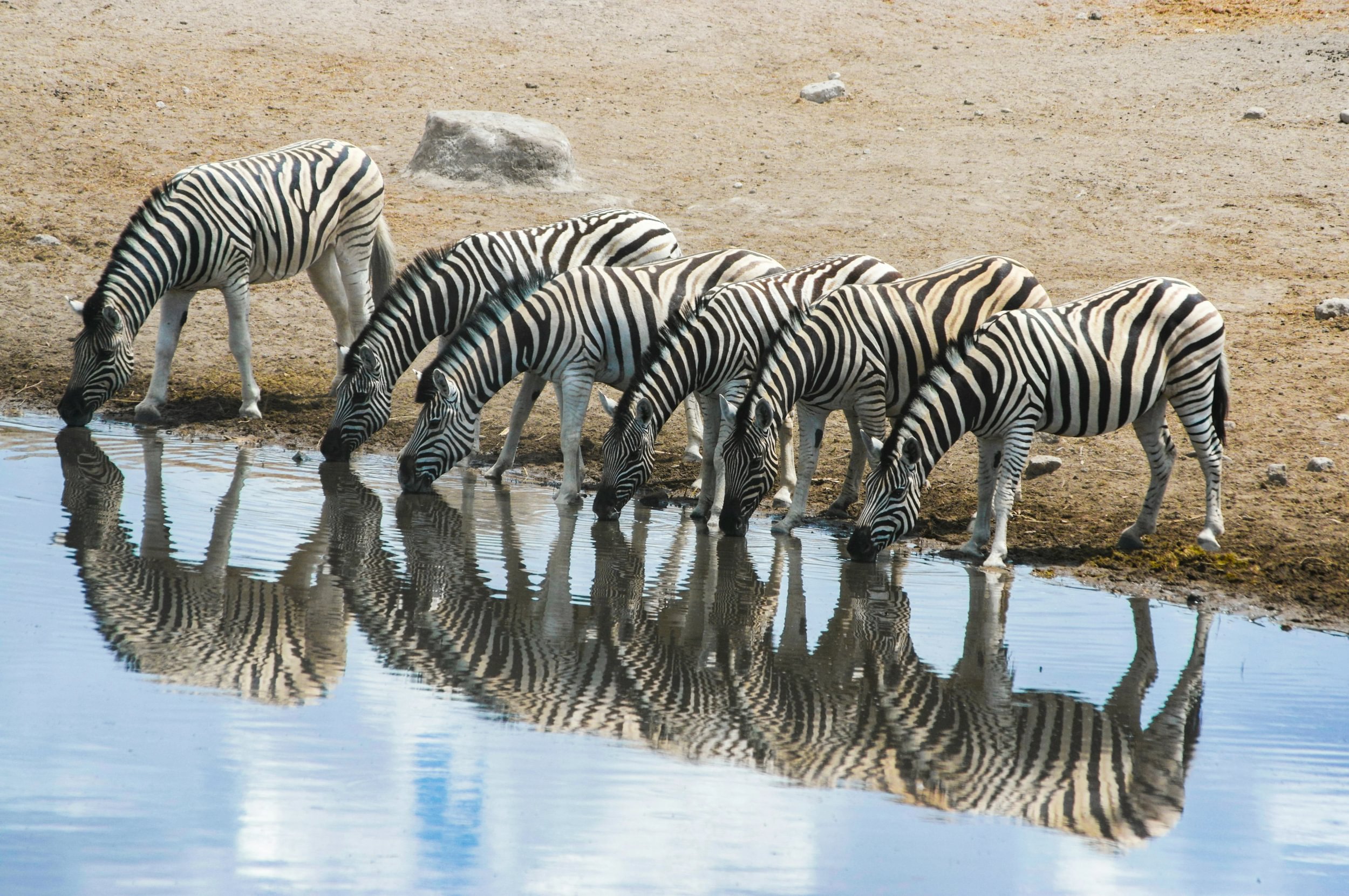 Zebras trinken an einem Wasserloch in Namibias Etosha Nationalpark und spiegeln sich im Wasser