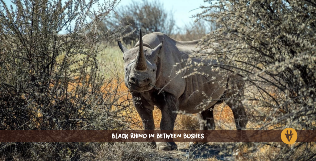 Ein Spitzmaulnashorn mit langem Horn steht zwischen zwei Büschen im Etosha Nationalpark in Namibia
