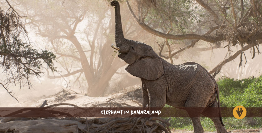 Ein Wüstenelefant in Kunene Damaraland steht auf einem umgefallenen Baum und streckt seinen Rüssel an einem Baum hinauf
