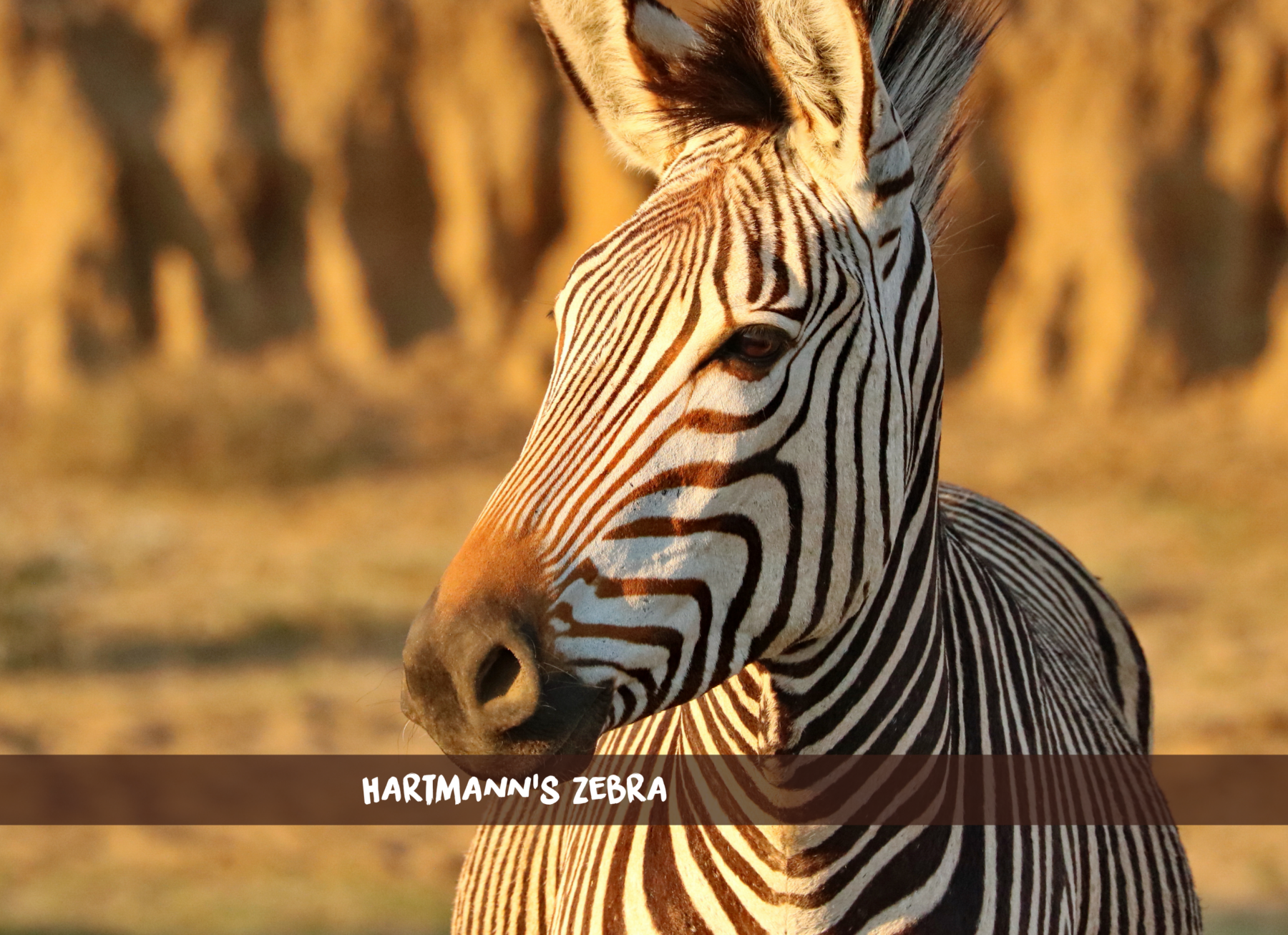 Nahaufnahme eines Berzebras im Sonnenlicht mit Felsen im Hintergrund