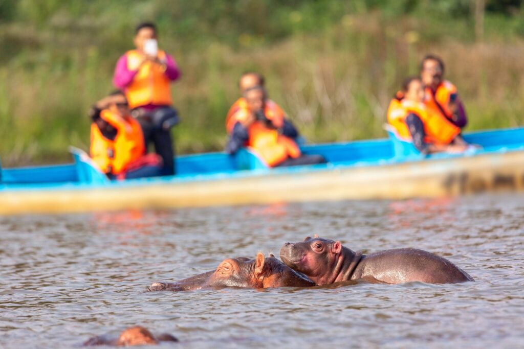 Flusspferde im Lake Naivasha während einer Bootsafari in Kenia. Besucher beobachten die Tiere von einem kleinen Boot im Hintergrund.