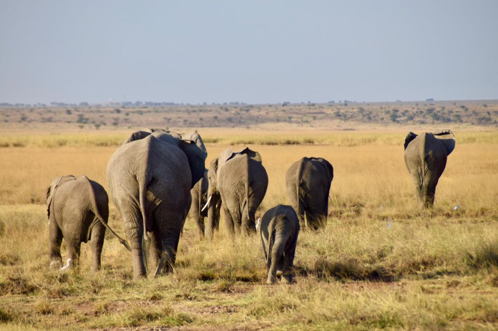Elefantenherde mit Jungen laufen über die offene Savanne in Kenia