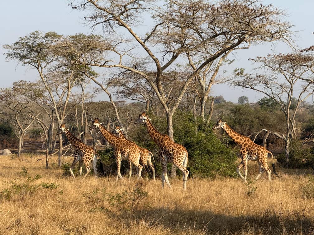 Giraffen unter Akazienbäumen in der Savanne Ugandas.