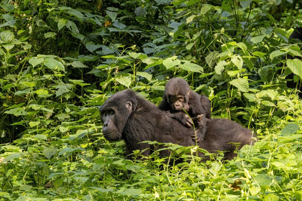 Gorilla-Mutter trägt ihr Junges auf dem Rücken im dichten Grün des Mgahinga in Uganda
