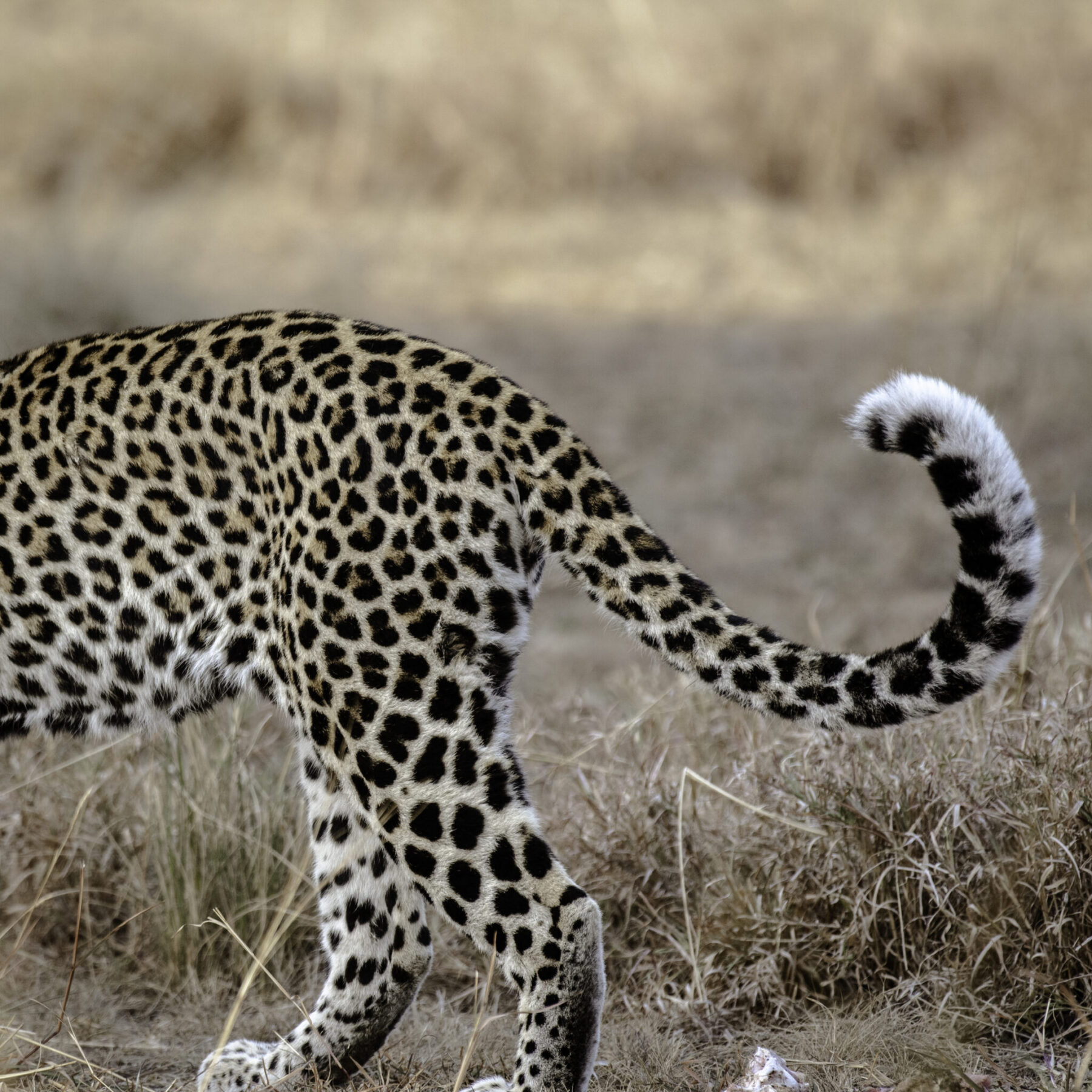 Ein Leopard läuft durch das trockene Gras im Queen Elizabeth Nationalpark in Uganda