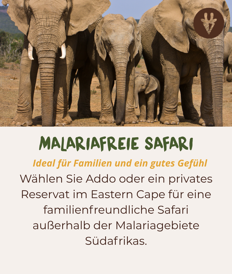 Elefantenherde mit Jungtier bei einer malariafreien Safari im Addo Elephant Nationalpark, Südafrika